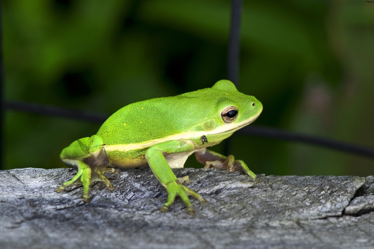Green Tree Frog sitting on tree