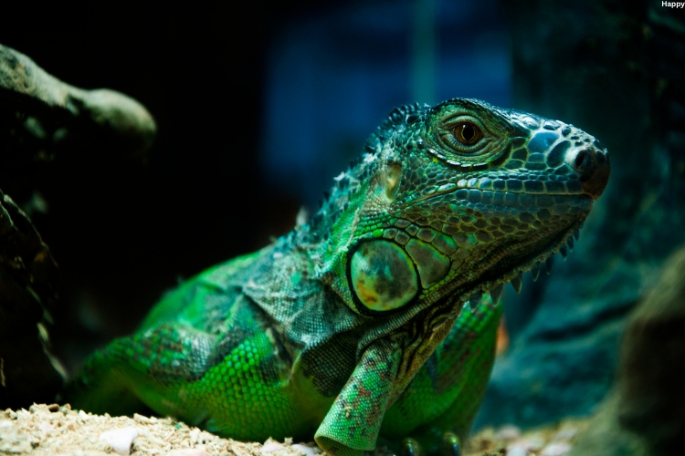Green reptile is silently watching somewhere
