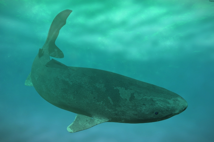 Greenland Shark is in the sea