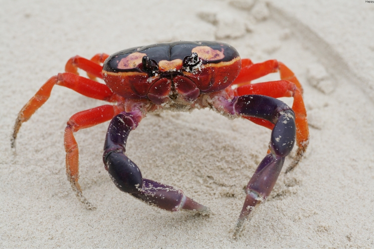 Halloween Crab is on soil (1)