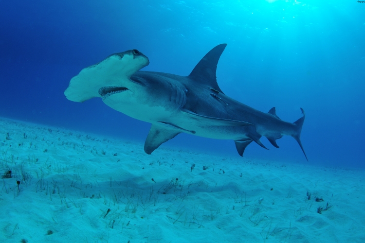 Hammerhead Shark Species is in sae