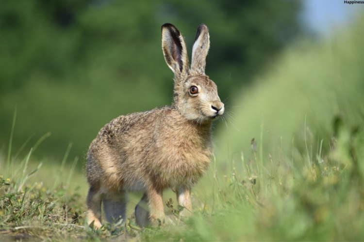 Hare is standing on grass