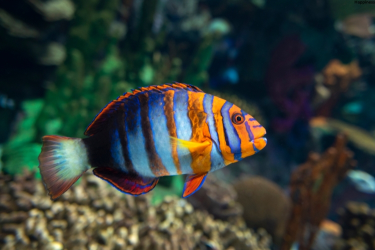Harlequin Tuskfish is underwater