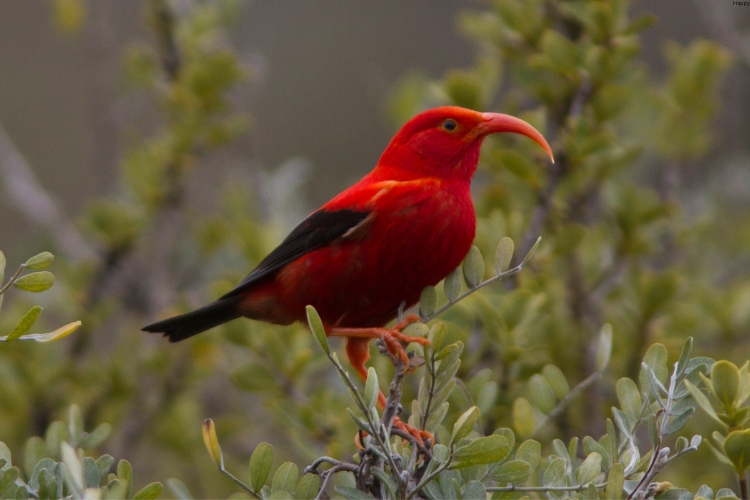 Hawaiian Honeycreepers is sitting on tree