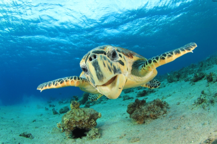 Hawksbill Sea Turtle is swimming in sea
