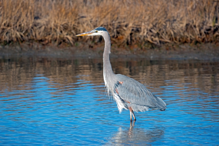 Herons is standing in water