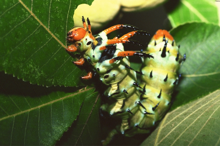 Hickory Horned Devil are on the leaves