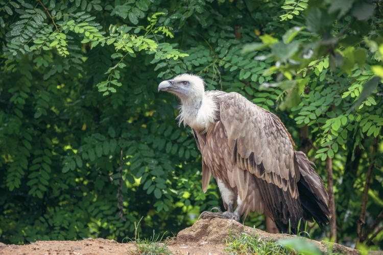 Himalayan Vulture is standing near trees