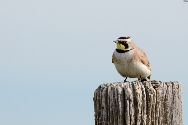 Horned Lark is sitting on top