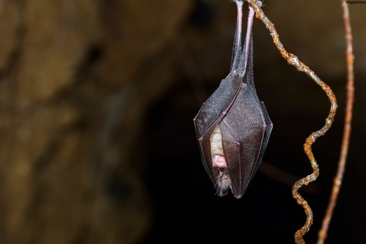 Horseshoe Bat is in cave