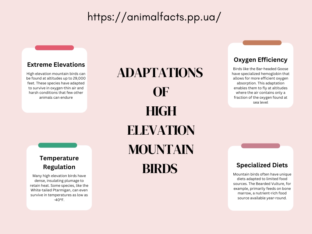Infographic Adaptations of elevation mountain birds