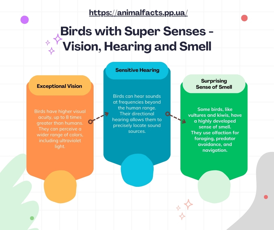 Infographic Birds with super senses