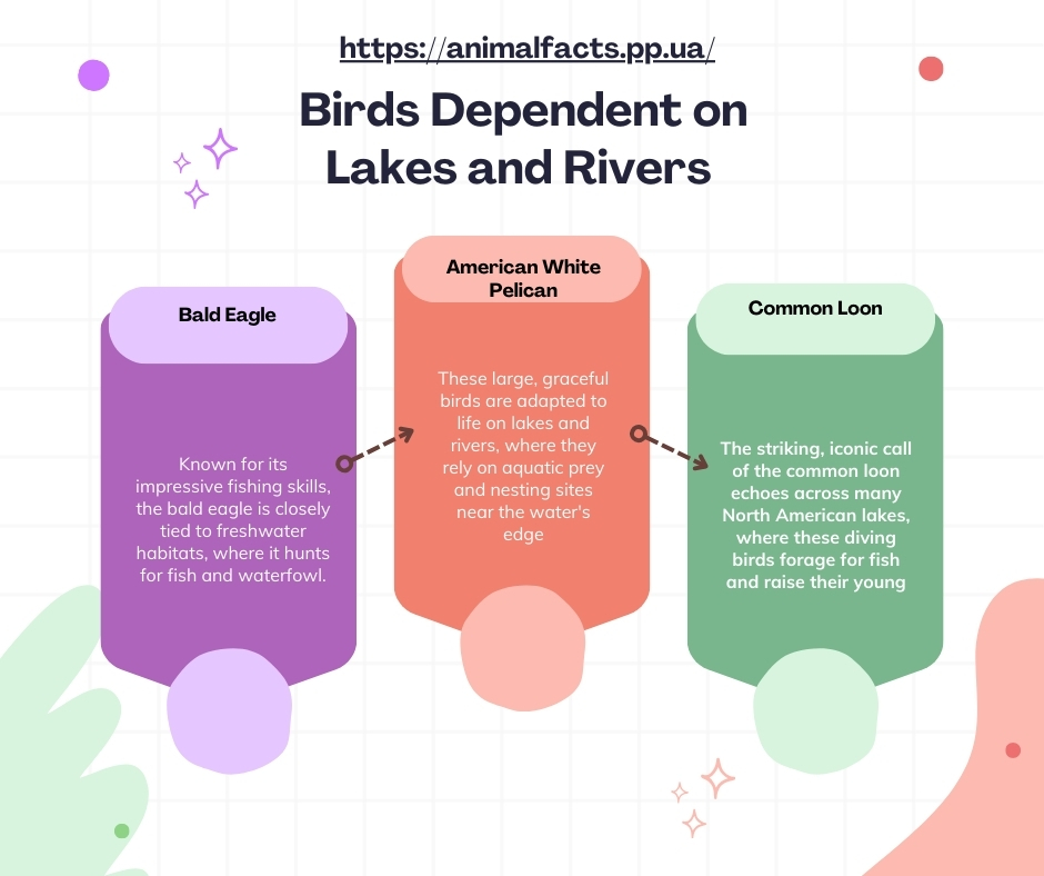 Infographic birds dependent on river and lake