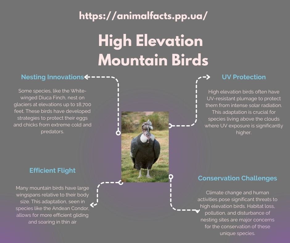 Infographic high elevation mountains birds