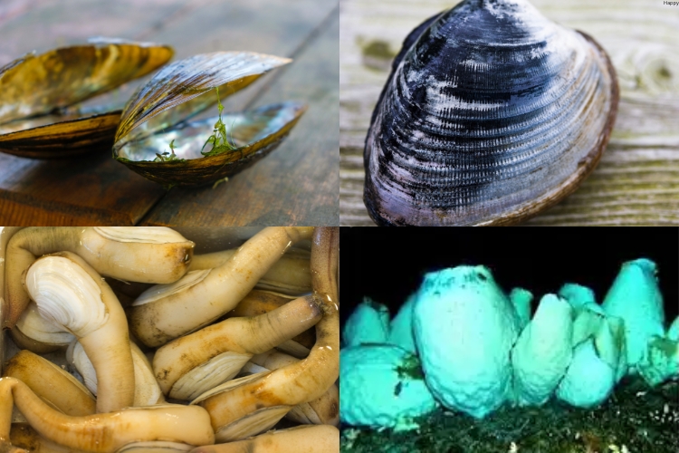 Invertebrates with the Longest Lifespans