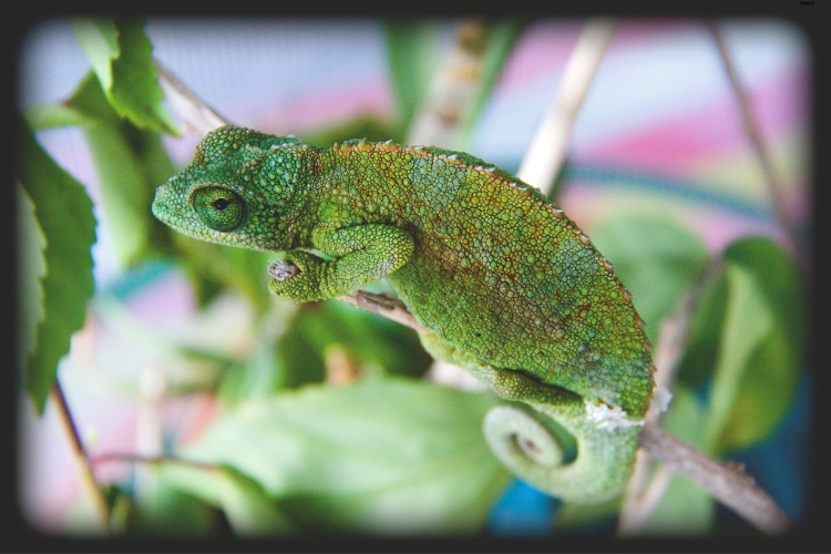 Jackson's Chameleon is sitting on the tree
