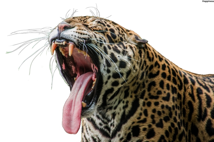 Jaguar is opening his mouth