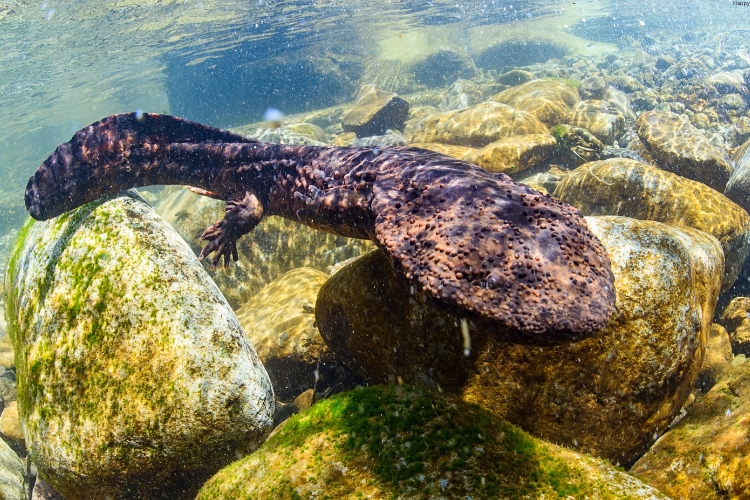 Japanese Giant Salamander is in the water
