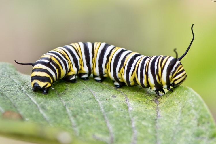 Jewel Caterpillar is on leave