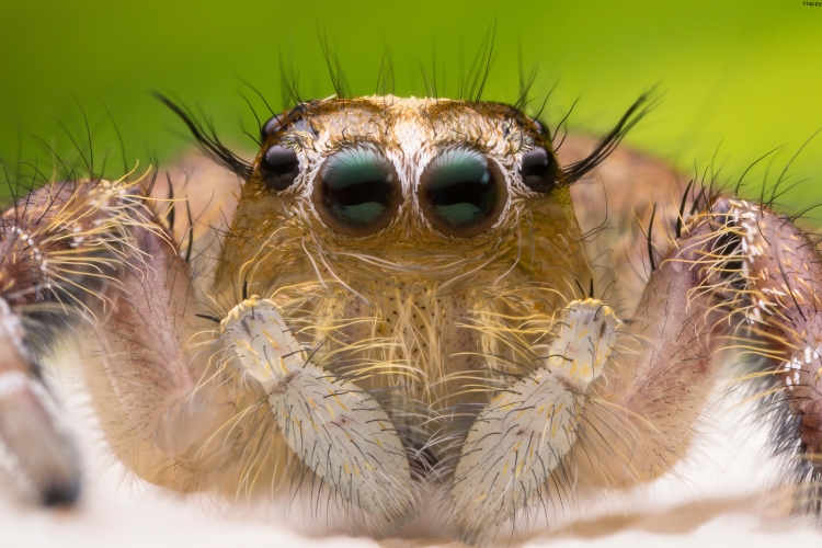 Jumping Spiders is watching straight
