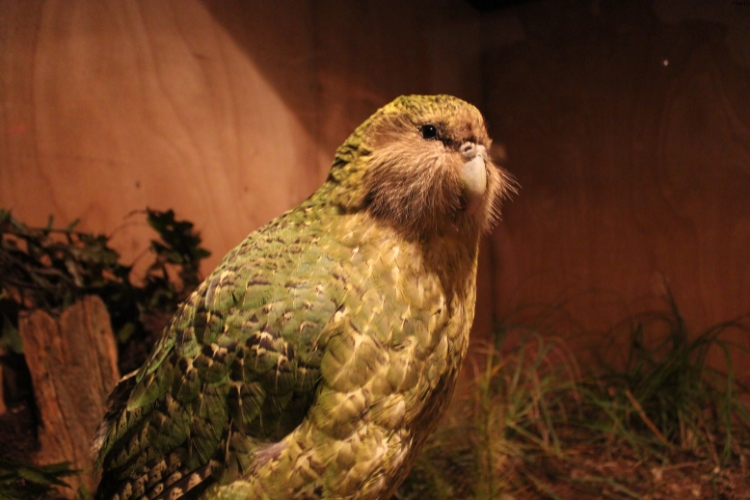 Kakapo ( is sitting alone