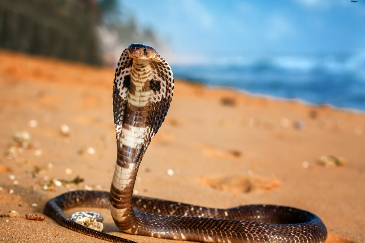 King Cobra is near water