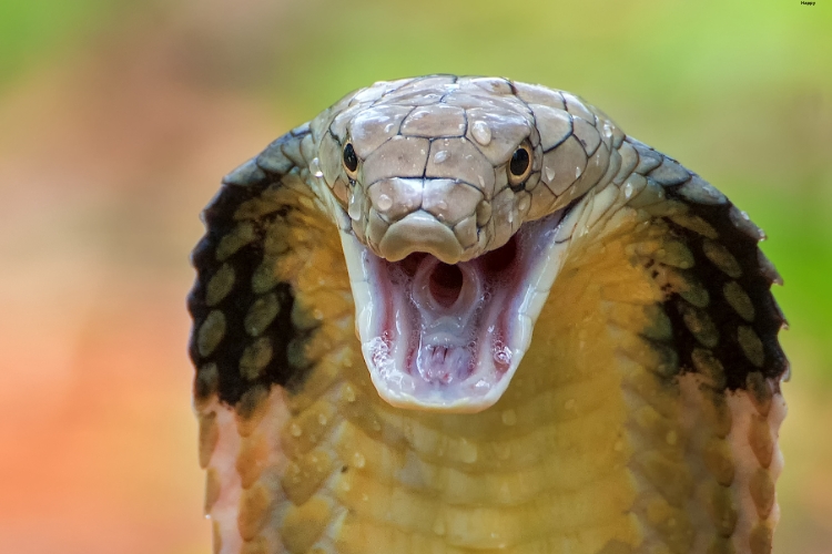 King Cobra is opening his mouth