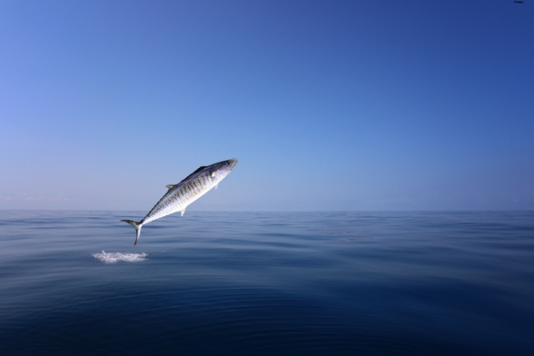 King Mackerel is swimming fast
