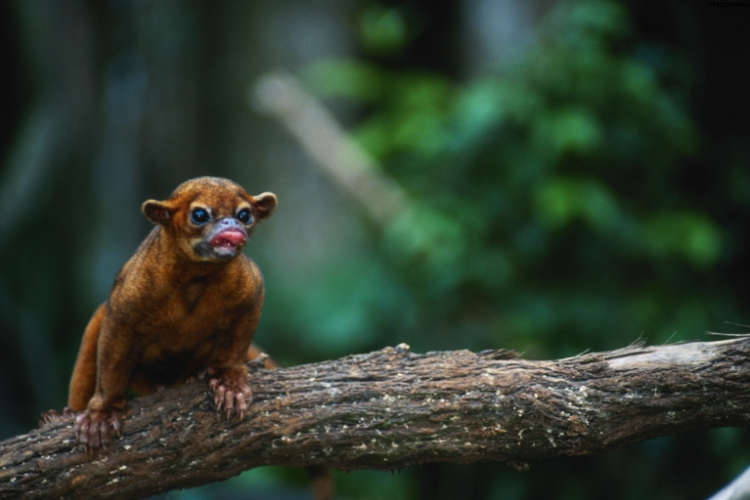 Kinkajou is actively sitting on the tree