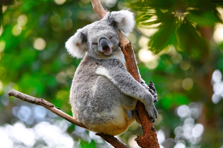 Koala is sitting on the tree
