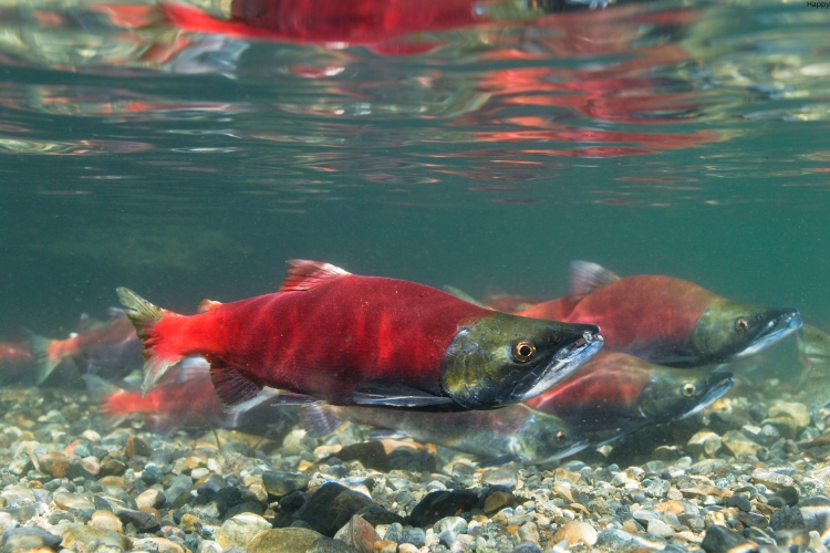 Kokanee Salmons are in deep water