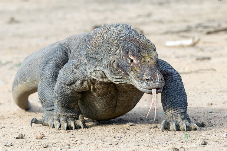 Komodo Dragon is walking on the ground