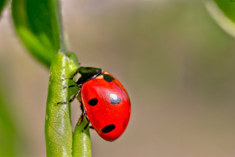 Ladybugs is climbing on leave