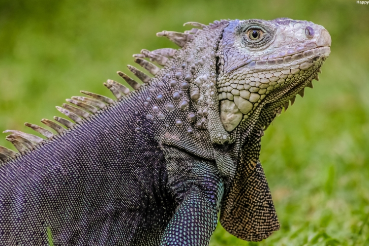 Large Herbivorous Reptiles is in the forest