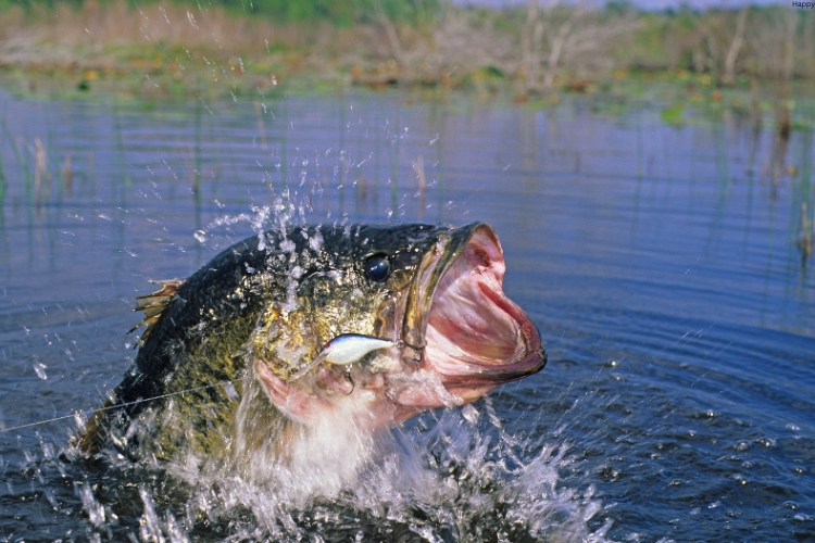 Largemouth Bass is opening mouth in water