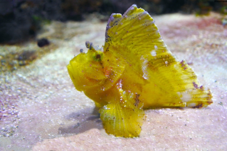 Leaf Scorpionfish standing under water
