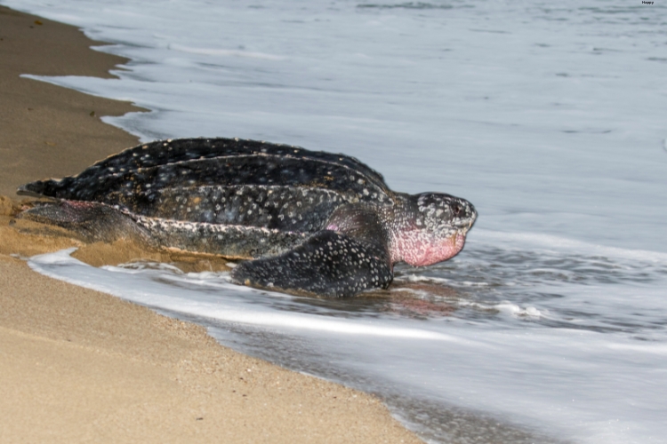 Leatherback Sea Turtle is going inside the sea