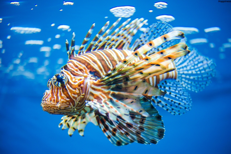 Lionfish is swimming in water