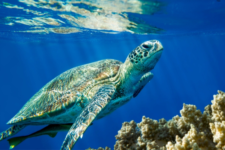 Loggerhead Sea Turtle is in the sea