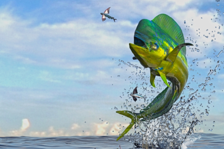 Mahi-mahi is came out from sea to eat flying bird over seav
