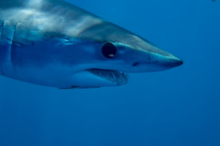 Mako Shark in the water