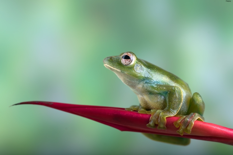 Malayan Horned Frog is sitting on branches