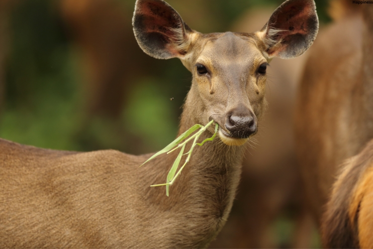 Mammal is eating grass