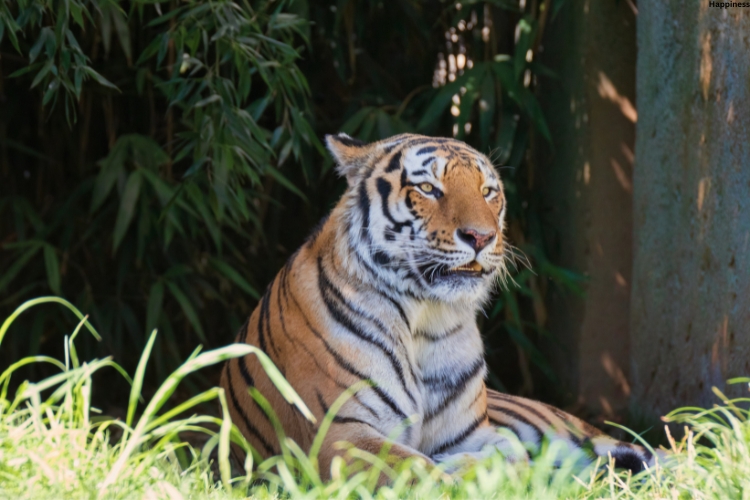 Mammal is sitting under tree