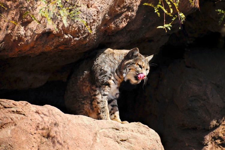 Mammals is standing in cave