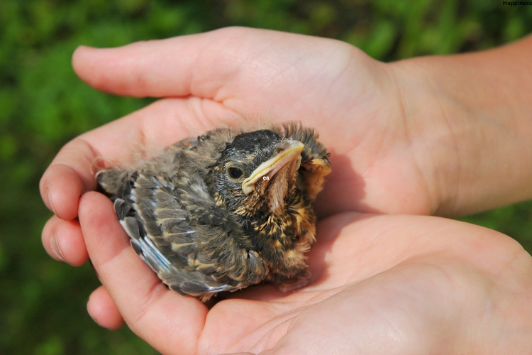 Man has baby bird in his hands