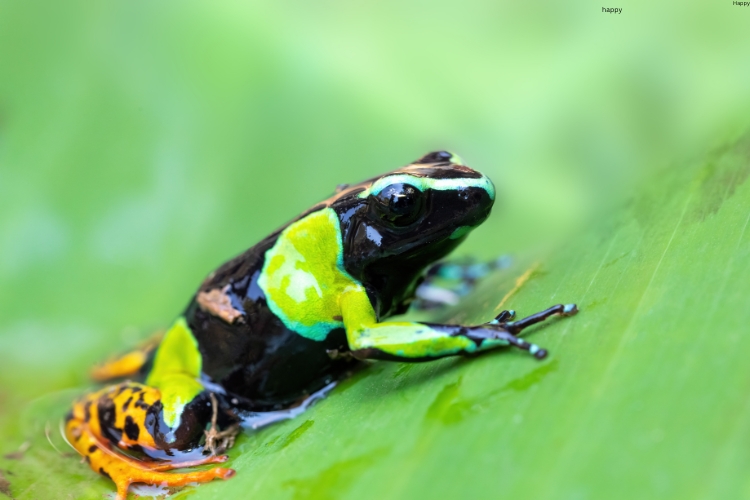 Mantella Frog is on the leave
