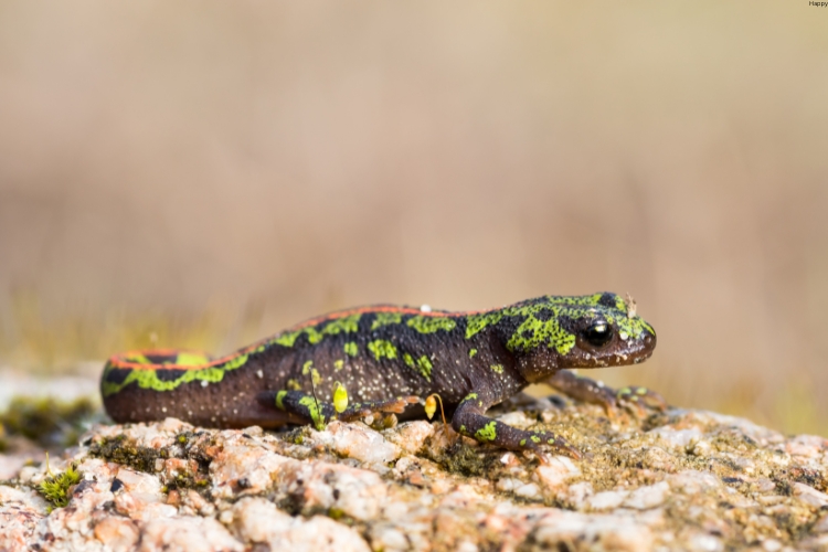 Marbled Newt is on rocks