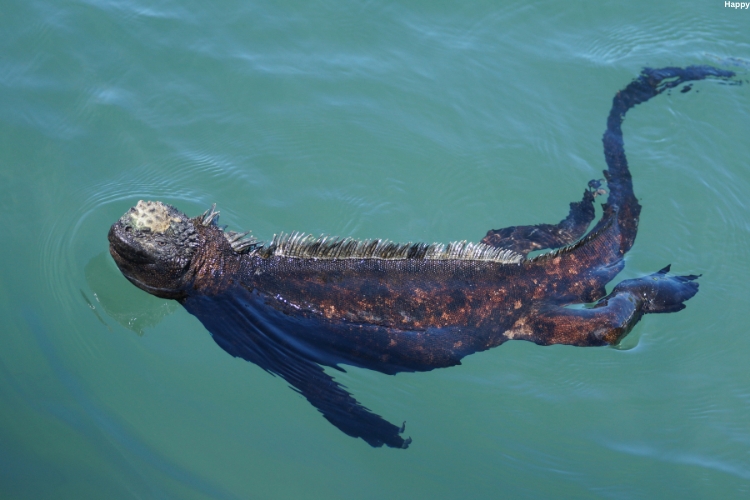 Marine Iguana is swimming in the water