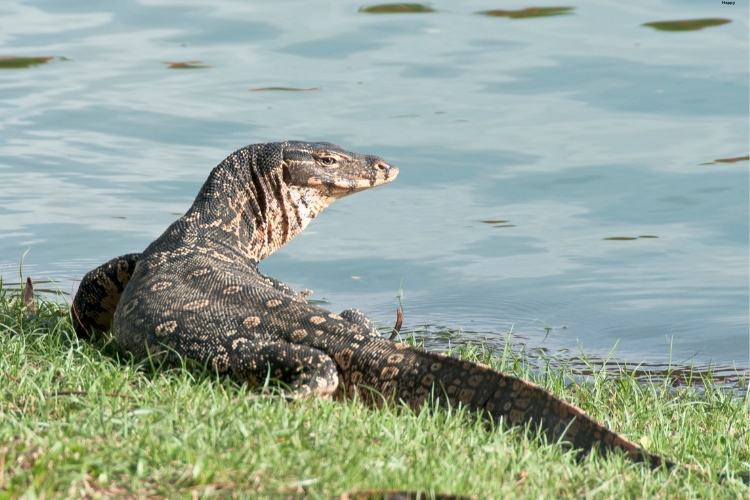 Monitor Lizards is near lake